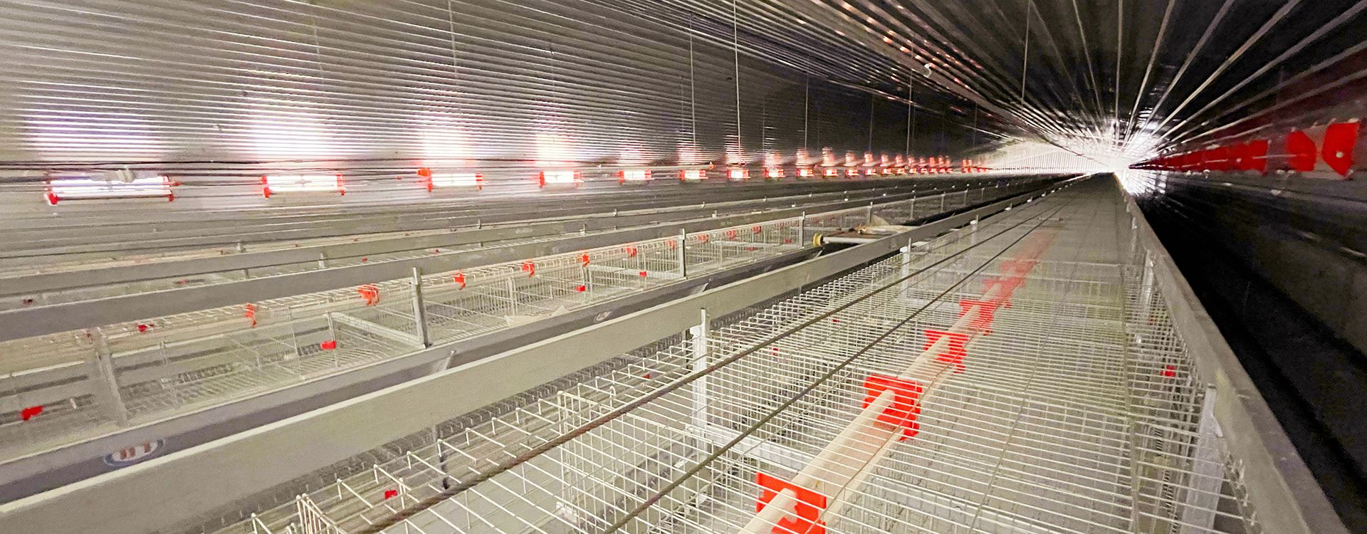 卓一小編建議：使用肉雞養(yǎng)殖設備要注意這幾點