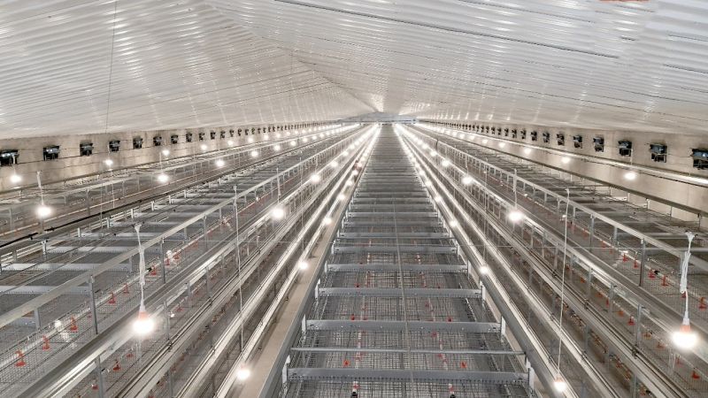 使用12層大規(guī)模產(chǎn)業(yè)養(yǎng)雞哪些問(wèn)題要重視？