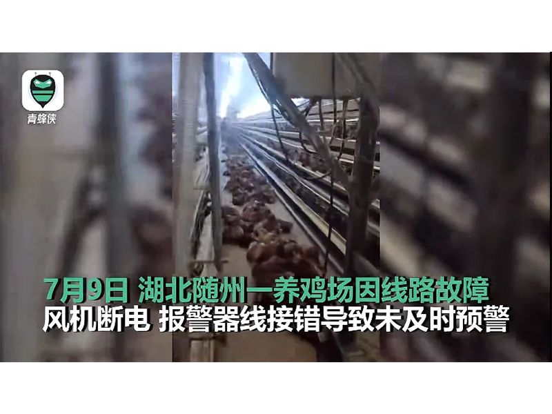 4000只雞被熱死！湖北養(yǎng)雞場停電故障給我們的啟示