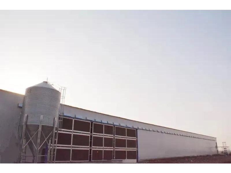 想要把雞養(yǎng)好，這些細(xì)節(jié)不可忽視