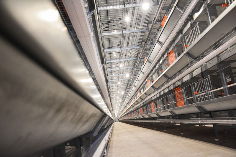  卓一牧業(yè)采用12層大規(guī)模產(chǎn)業(yè)養(yǎng)雞模式，跟進(jìn)養(yǎng)雞規(guī)模新趨勢