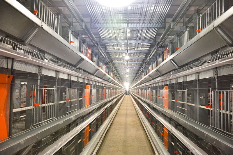 超高層疊養(yǎng)雞設(shè)備：養(yǎng)雞業(yè)的新星，帶領(lǐng)養(yǎng)殖新潮流