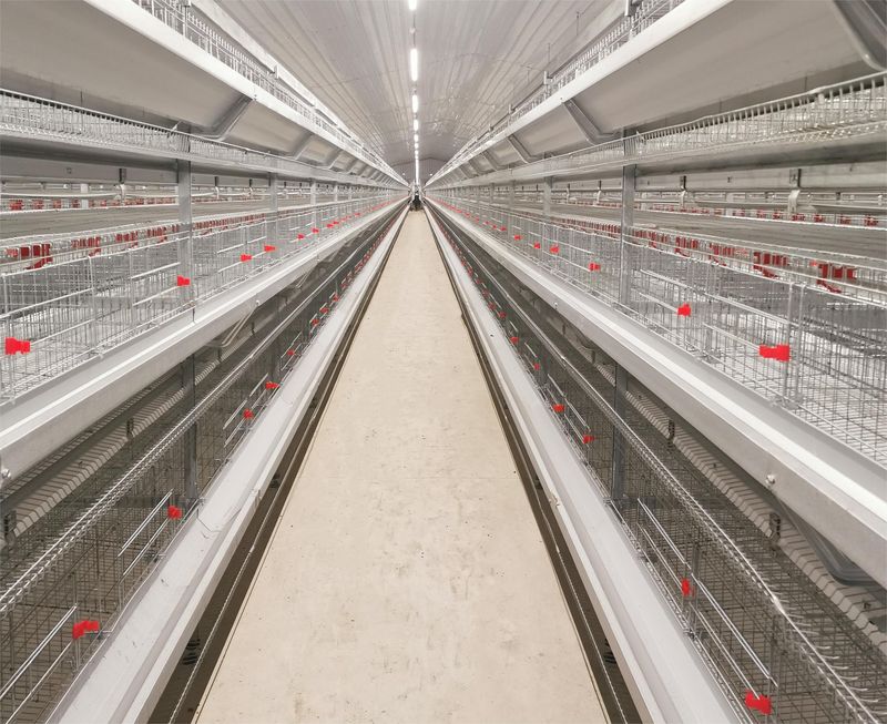 超高層疊養(yǎng)雞是一種什么飼養(yǎng)方式？