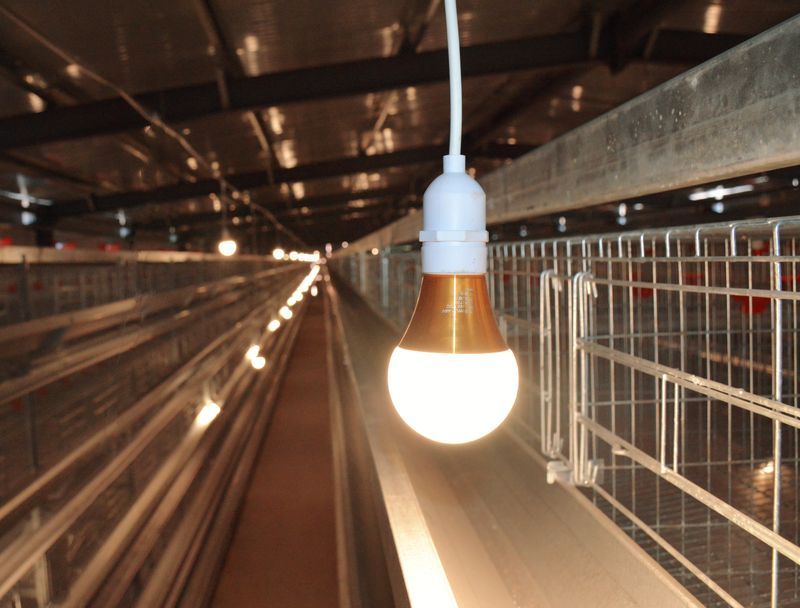 智能化養(yǎng)雞設(shè)備：提升效率，保障品質(zhì)的創(chuàng)新選擇