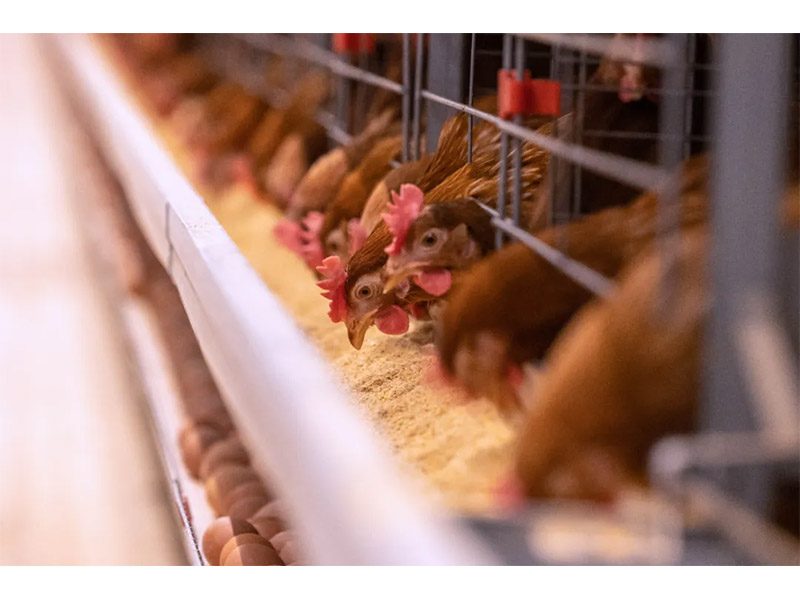 冬季來(lái)臨，養(yǎng)殖戶注意做好設(shè)備安全管理