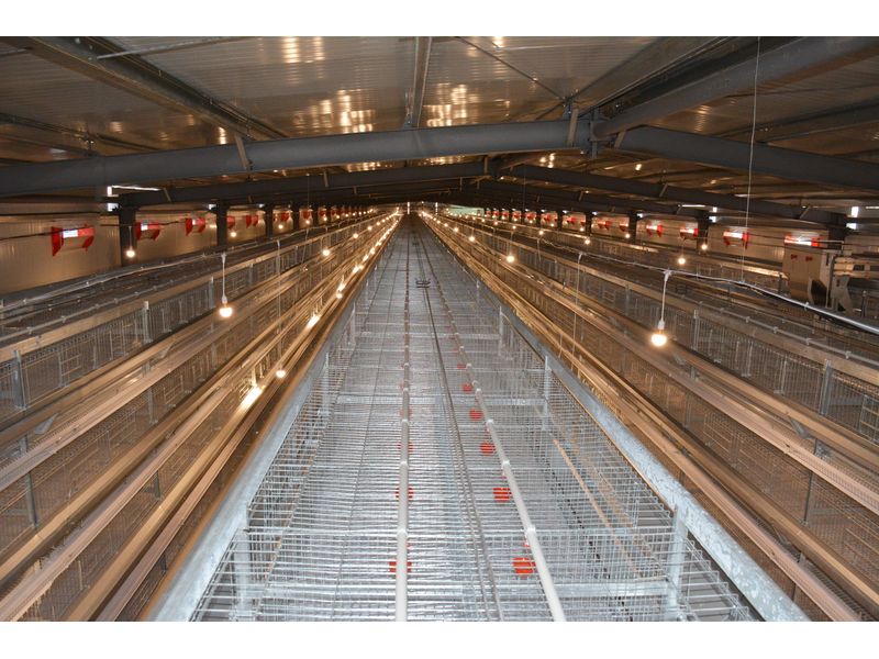 全自動化養(yǎng)雞設(shè)備打造“智慧工廠”，產(chǎn)業(yè)升級帶領(lǐng)高質(zhì)量發(fā)展