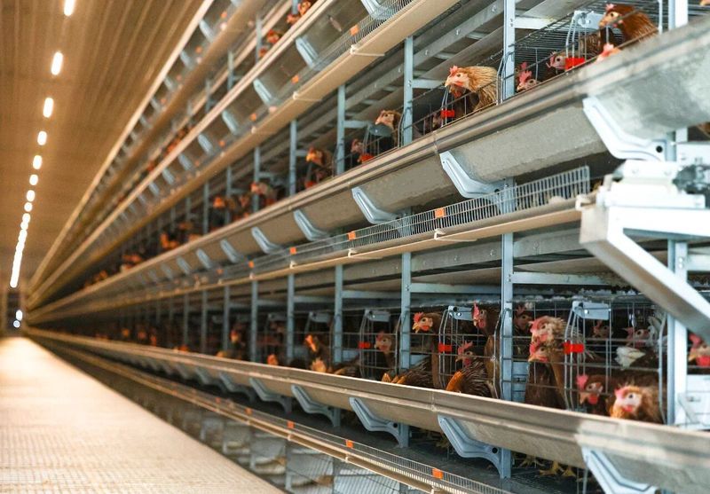 高溫來襲，趕緊去看看你家的雞咋樣了！